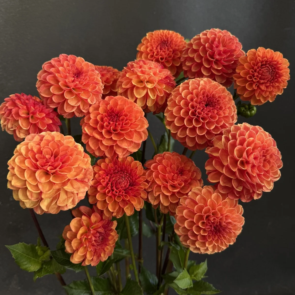 DAHLIA TUBERS — GOLDENROD GARDENS